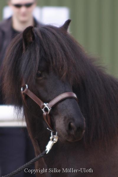 Noah von Heidmoor (16).JPG